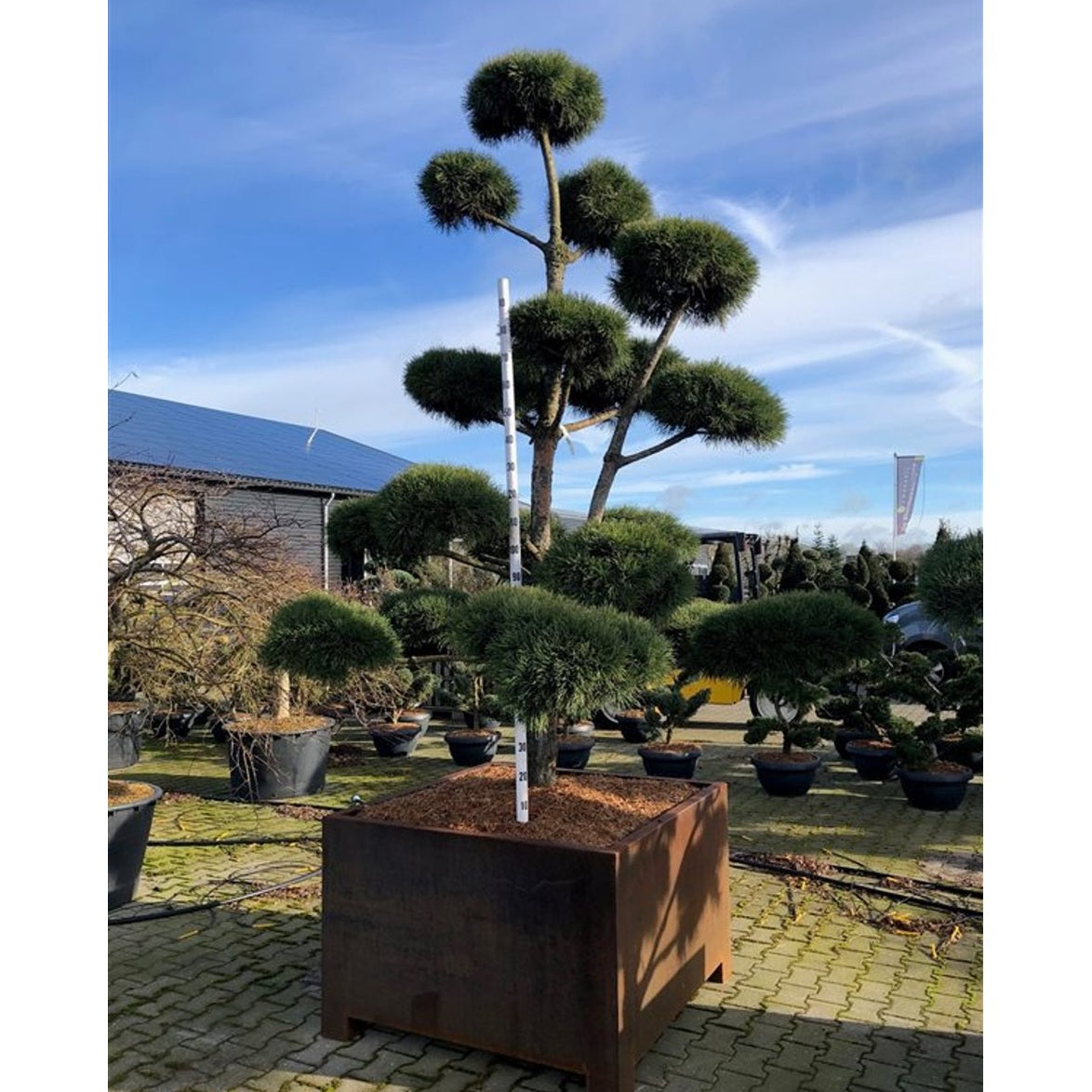 Tall – Pinus sylvestris 'Norske Typ' - Cortenstaal 120*120*80 275-300 cm. Bonsai